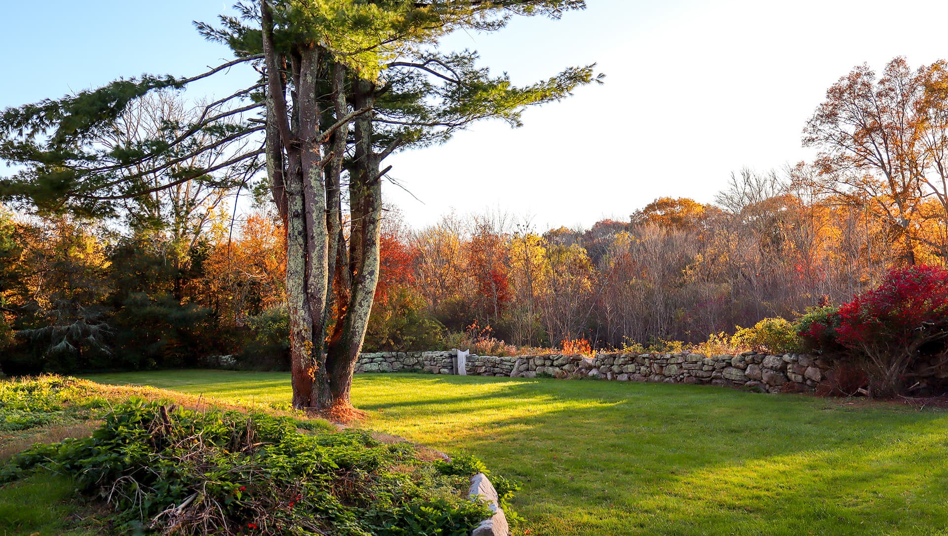 A lush green lawn bordered by a stone wall and autumn-colored trees. A lush green lawn bordered by a stone wall and autumn-colored trees.