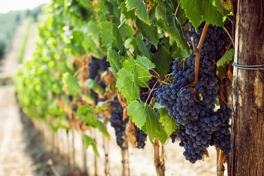 A close-up of ripe purple grapes hanging from green vines in a vineyard.